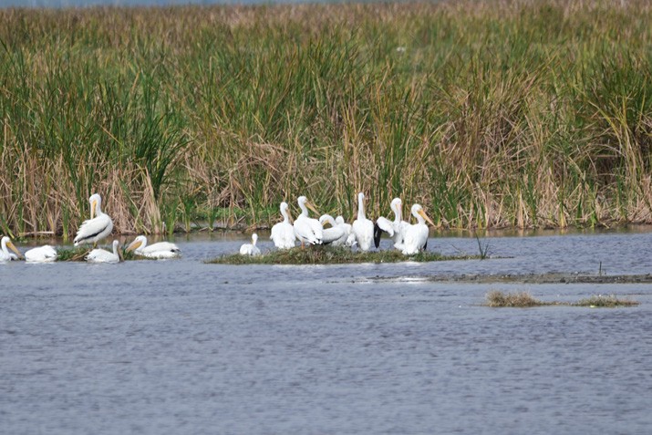 American White Pelican - ML408904961