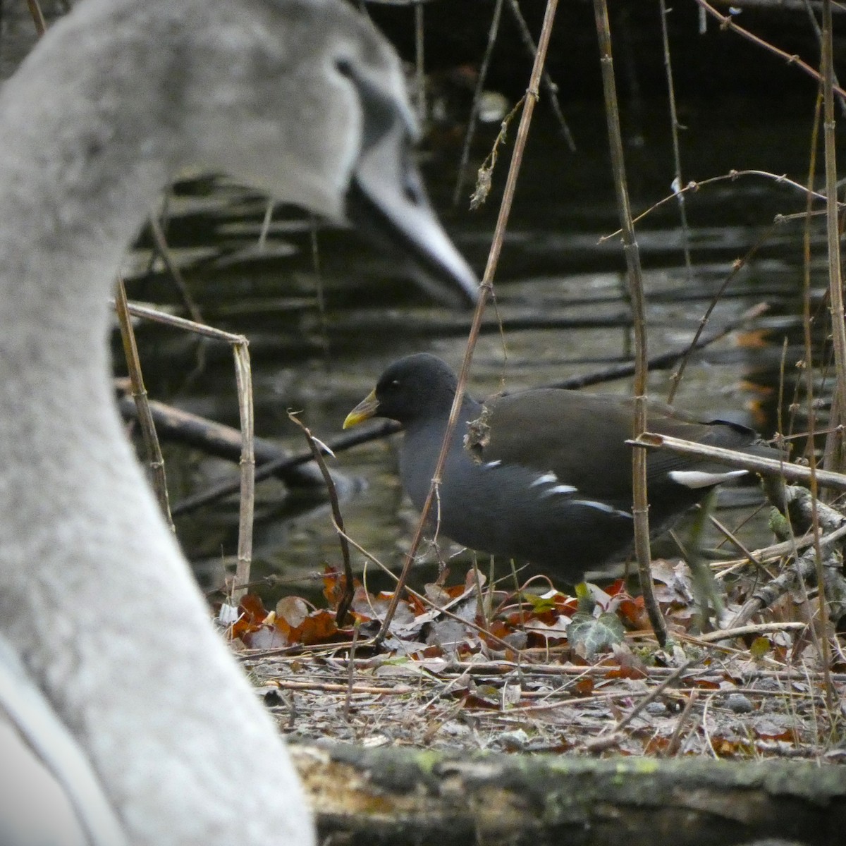 Eurasian Moorhen - ML408905891