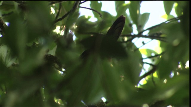 Northern Emerald-Toucanet (Blue-throated) - ML408906