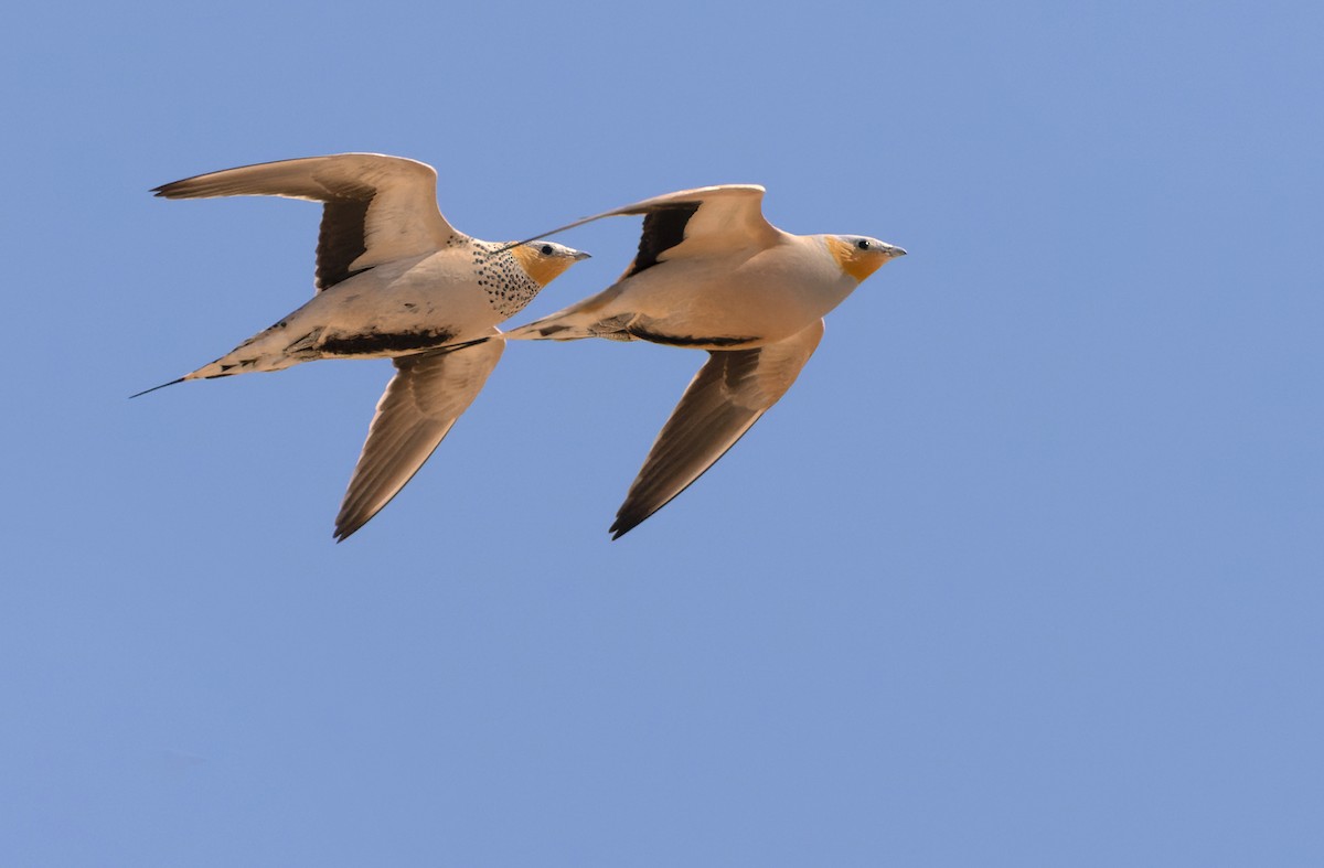 Spotted Sandgrouse - Lars Petersson | My World of Bird Photography