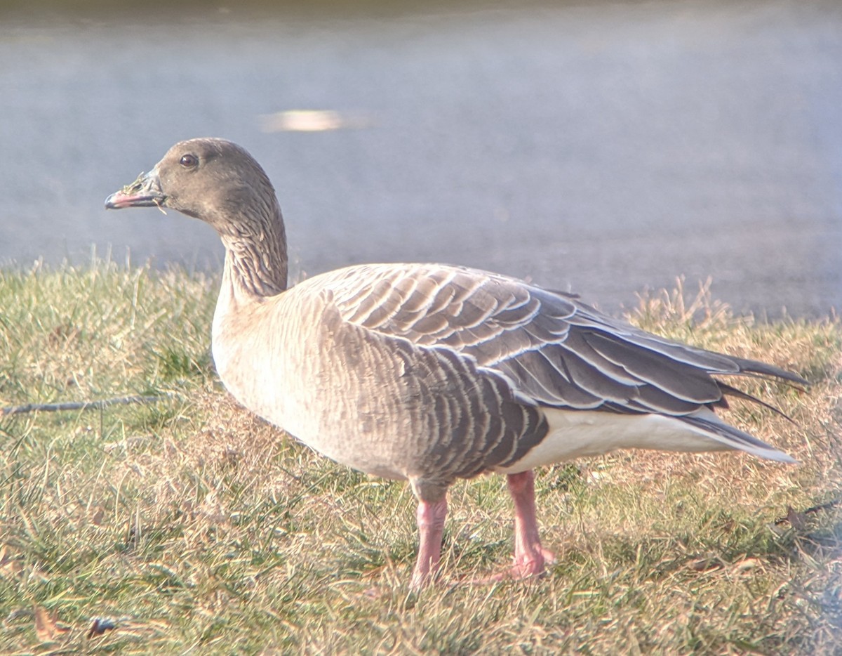 Pink-footed Goose - ML408906971