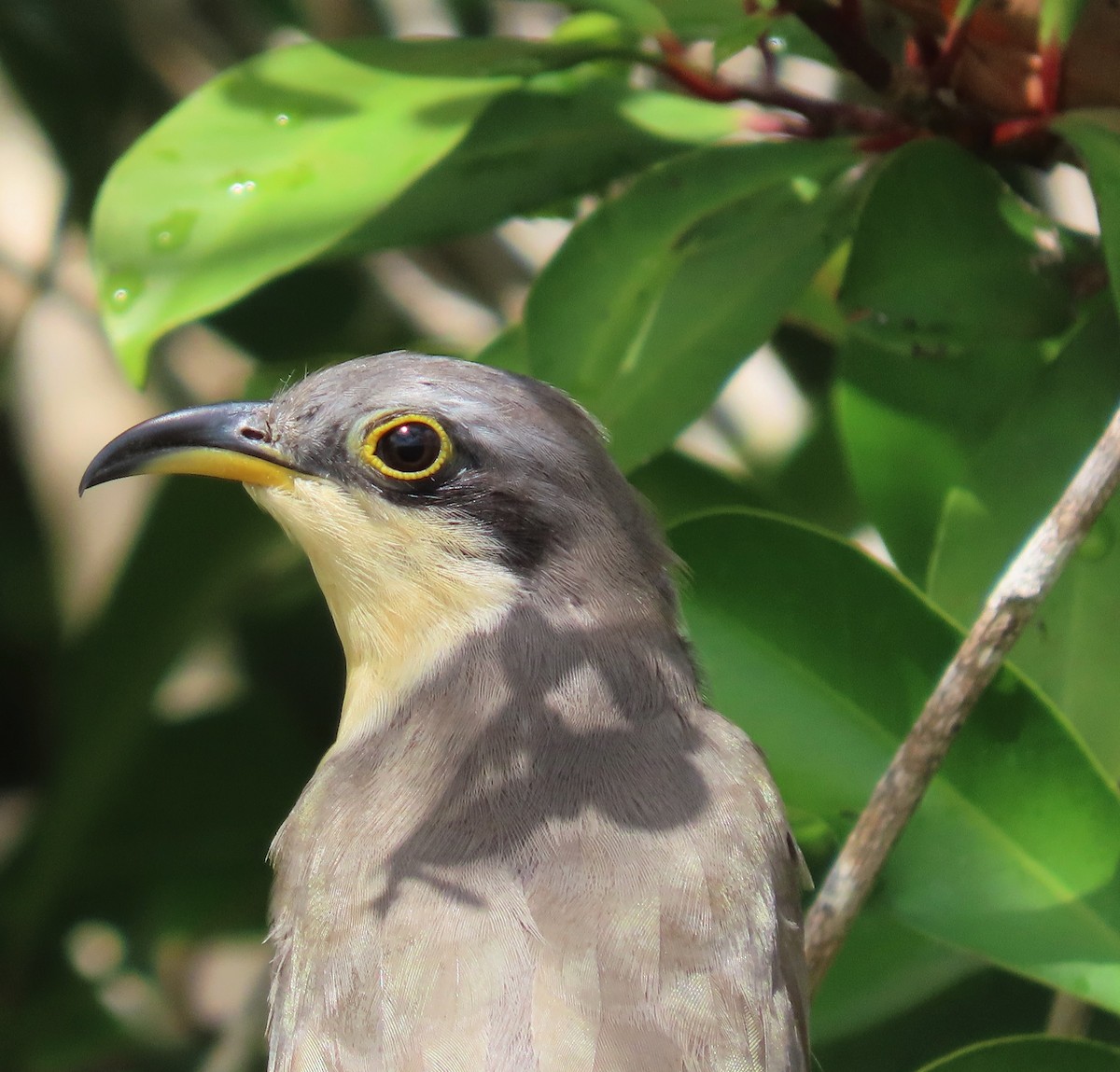 Mangrove Cuckoo - Linda Archer