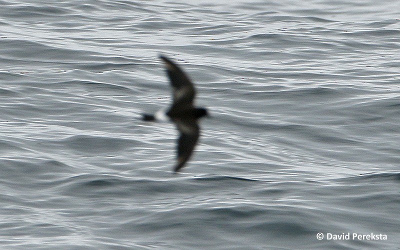 Wilson's Storm-Petrel - ML40890951