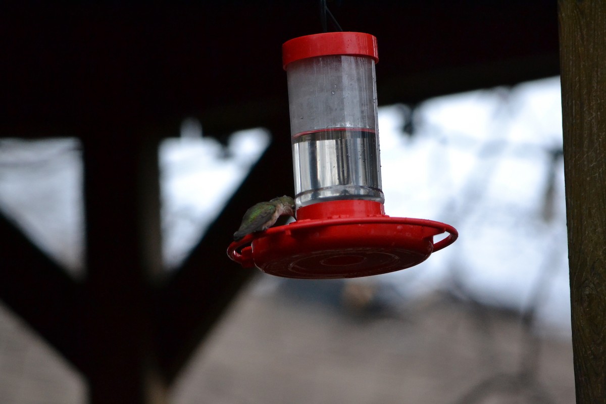 Calliope Hummingbird - ML408909711