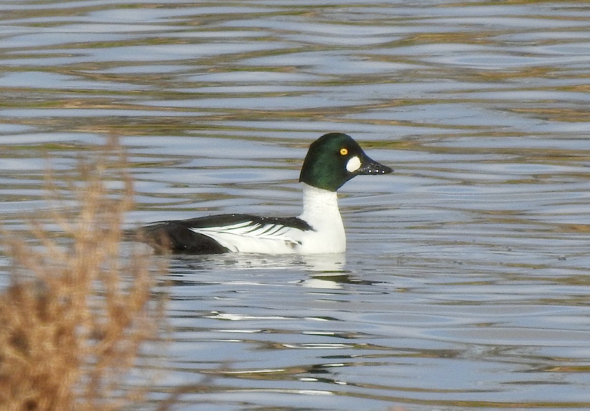 Common Goldeneye - ML408909991