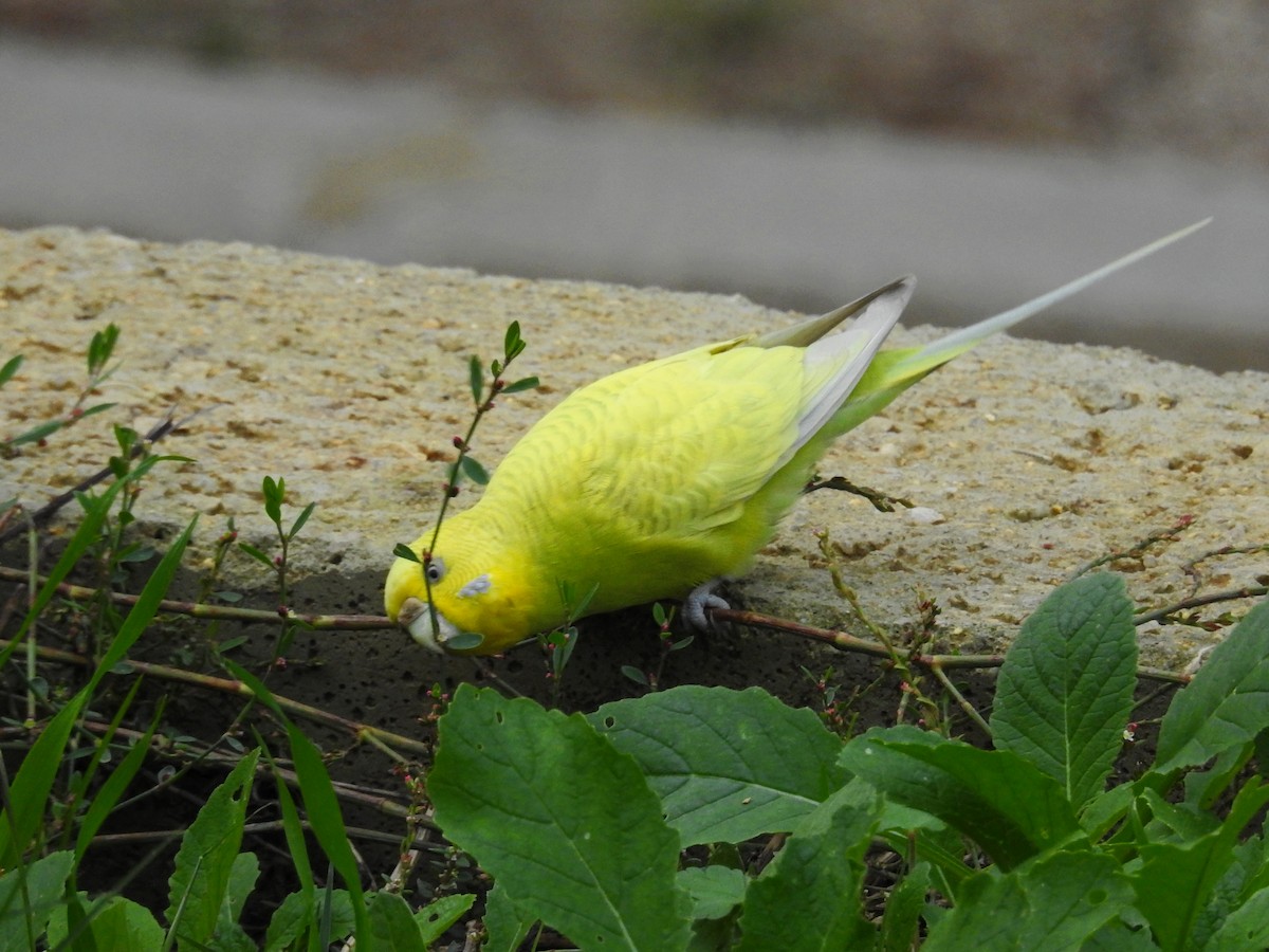 eBird Checklist - 25 Nov 2016 - Parque Urbano da Quinta da Marialva ...