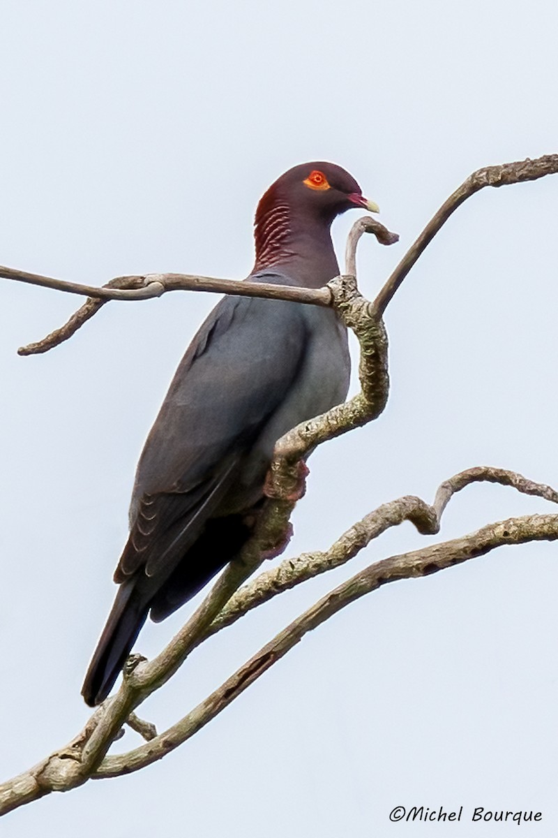 Scaly-naped Pigeon - ML408910971