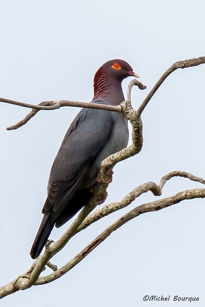 Pigeon à cou rouge - ML408910971