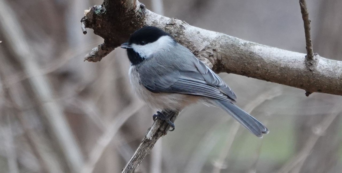 Carolina Chickadee - ML408912401