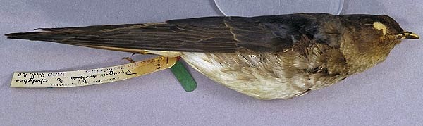 Gray-breasted Martin - ML408912441