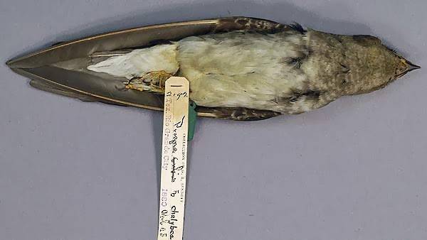 Gray-breasted Martin - ML408912451