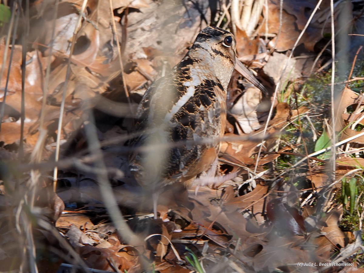 American Woodcock - ML408913411