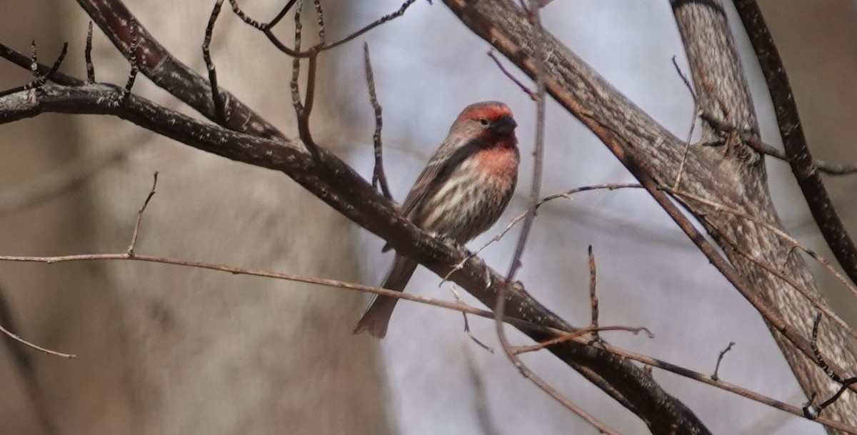 House Finch - ML408913681