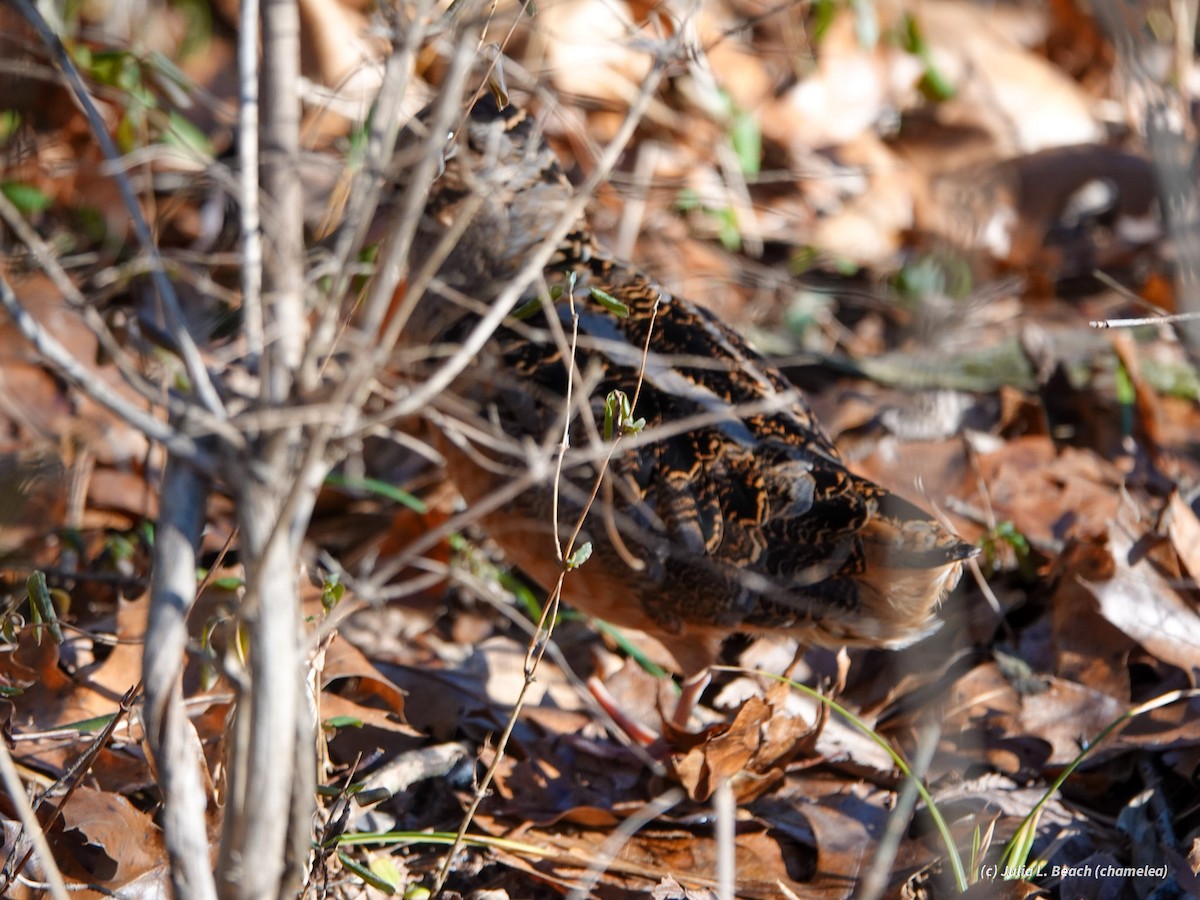 American Woodcock - ML408914191