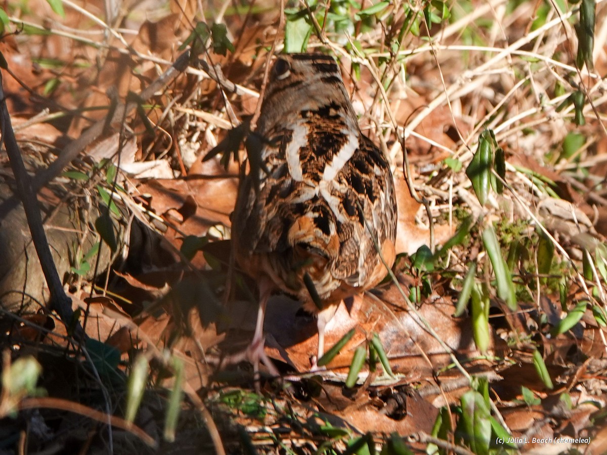 American Woodcock - ML408914201