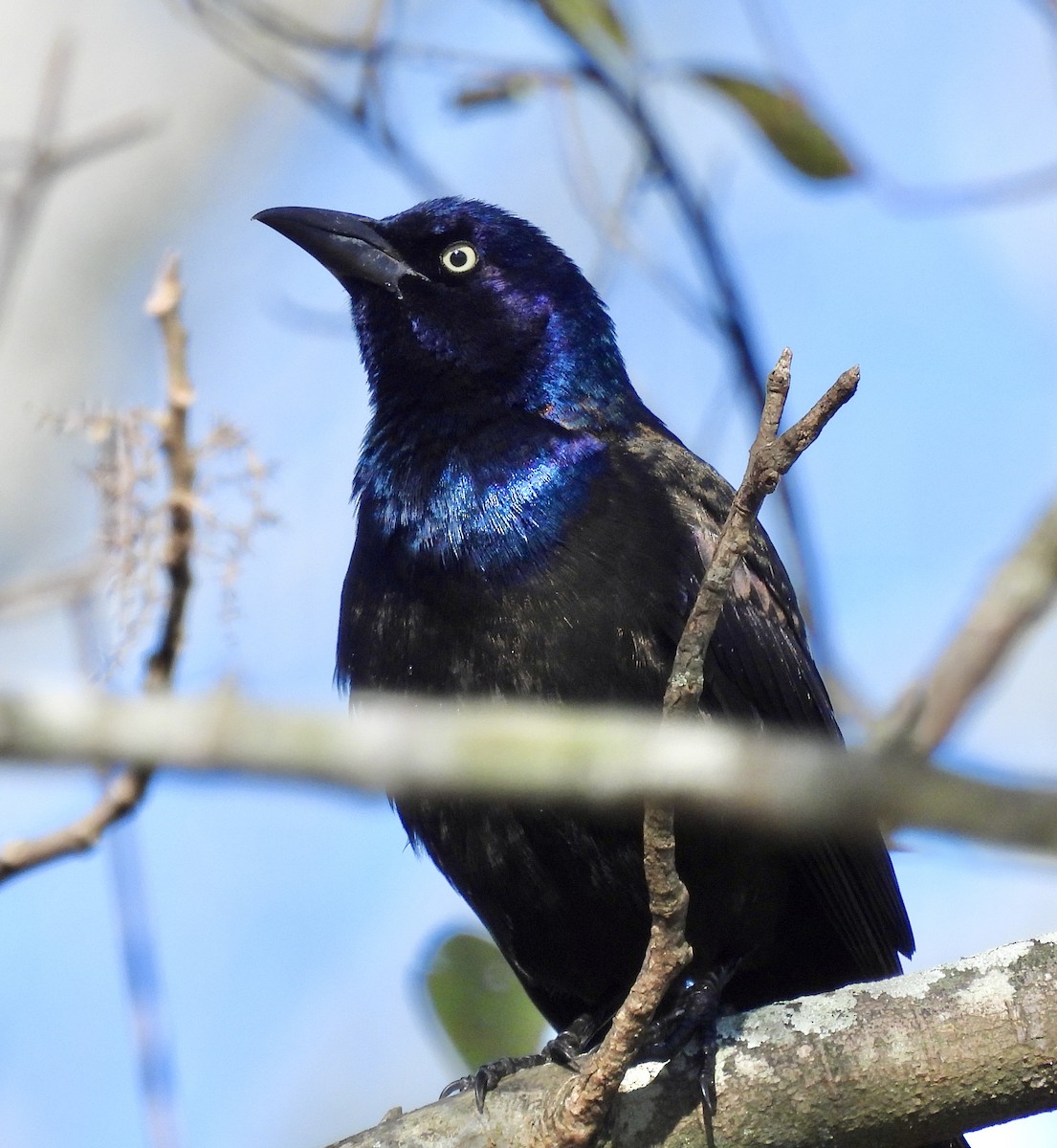 Common Grackle - ML408914701