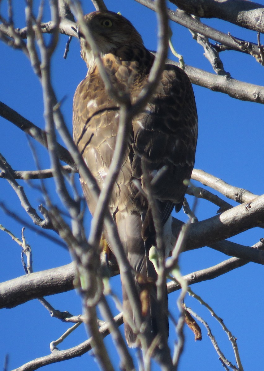 Cooper's Hawk - ML408914931