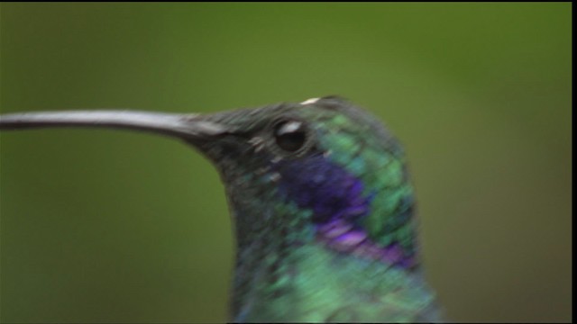 Colibri cyanote (cabanidis) - ML408915