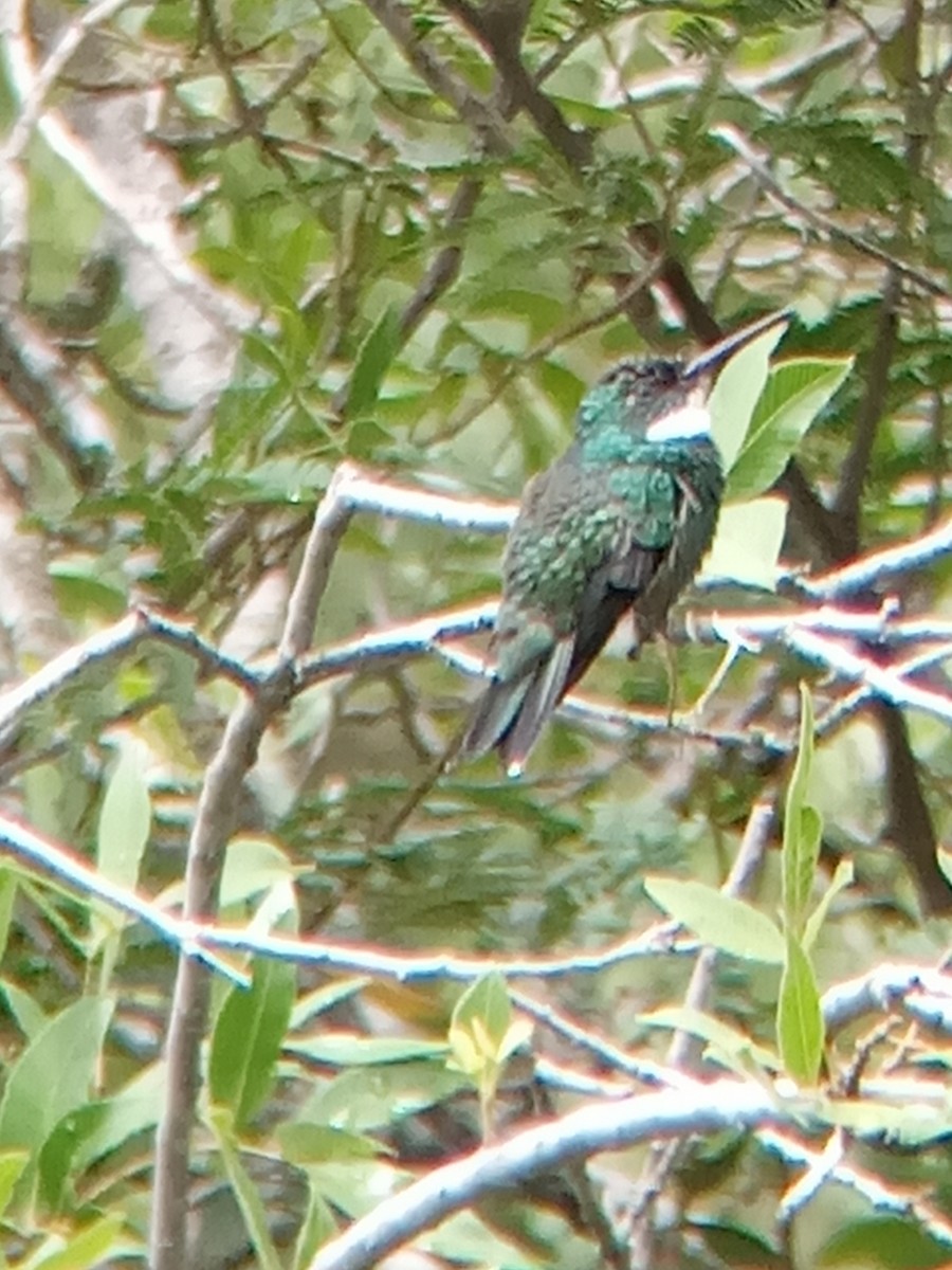kolibřík límcový - ML408915261