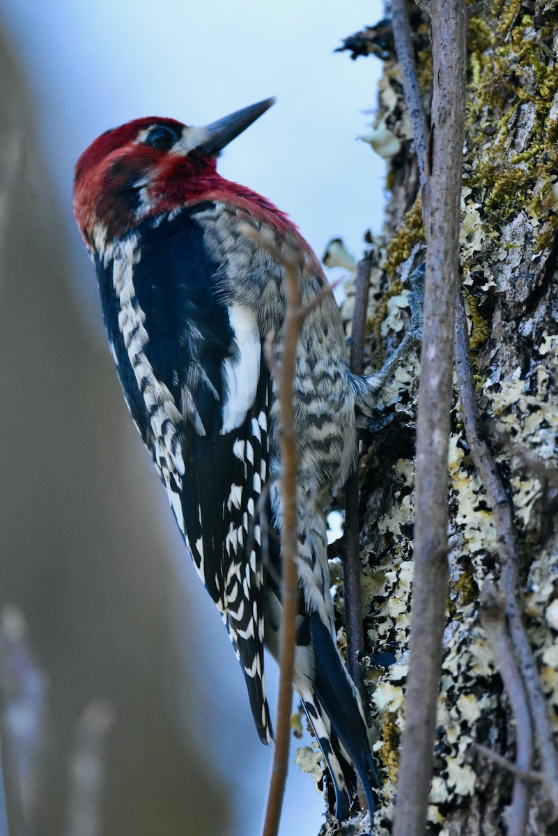 Red-naped x Red-breasted Sapsucker (hybrid) - George Gibbs