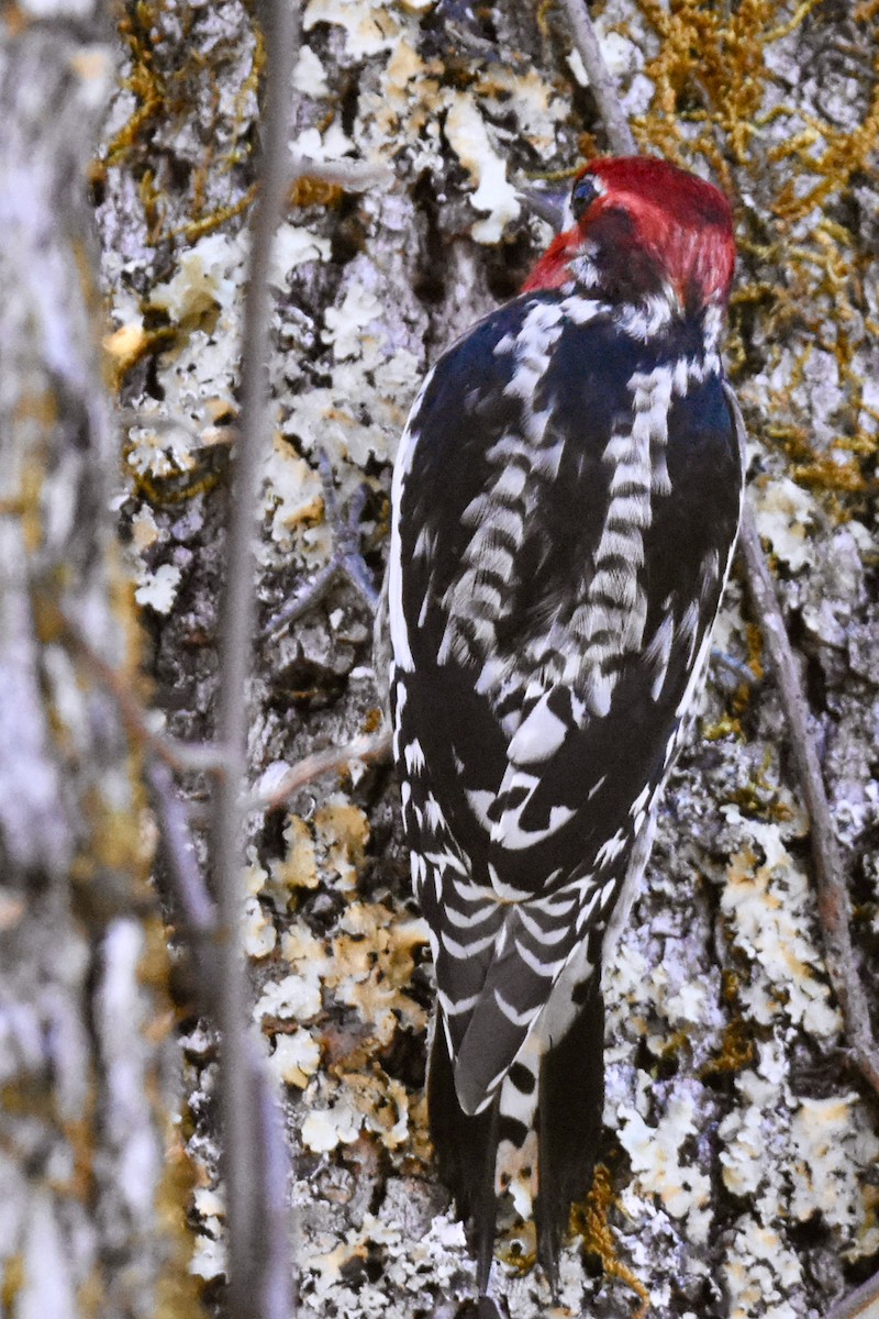 Red-naped x Red-breasted Sapsucker (hybrid) - George Gibbs