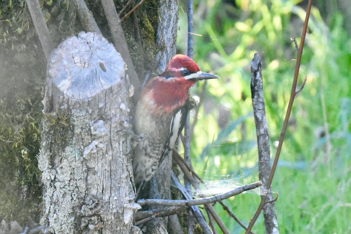 Red-naped x Red-breasted Sapsucker (hybrid) - George Gibbs