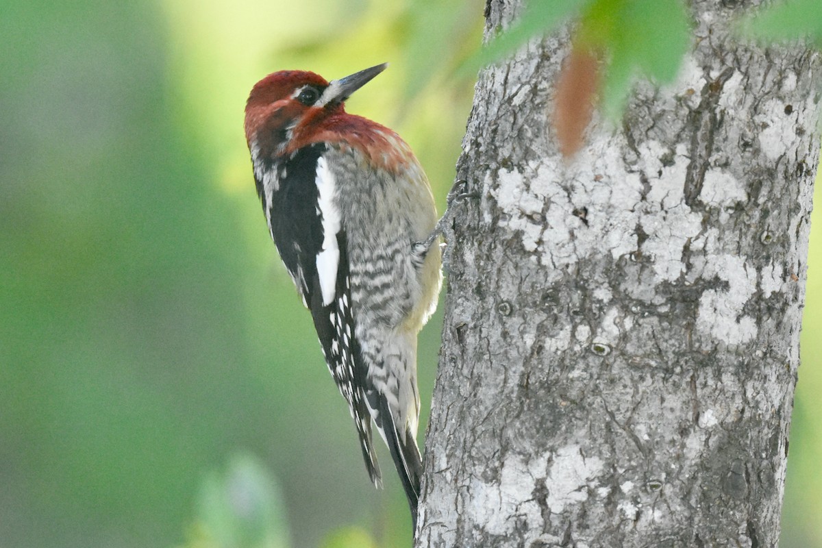 Red-naped x Red-breasted Sapsucker (hybrid) - George Gibbs