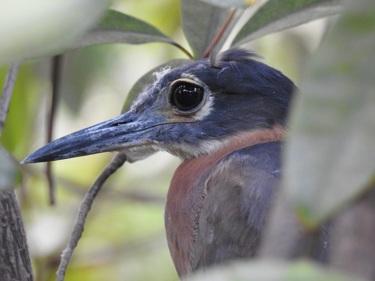 White-backed Night Heron - ML408917241