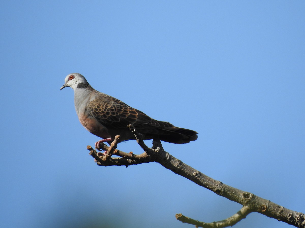 Adamawa Turtle-Dove - Paul Ashley