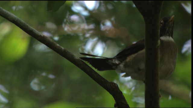 White-throated Thrush - ML408919
