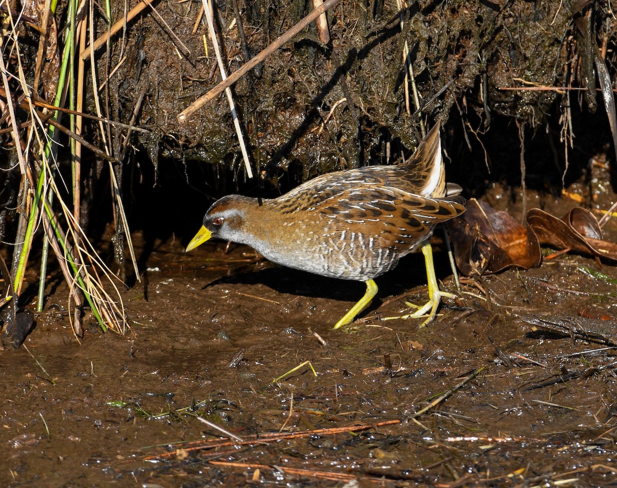 Sora Suyelvesi - ML408919061