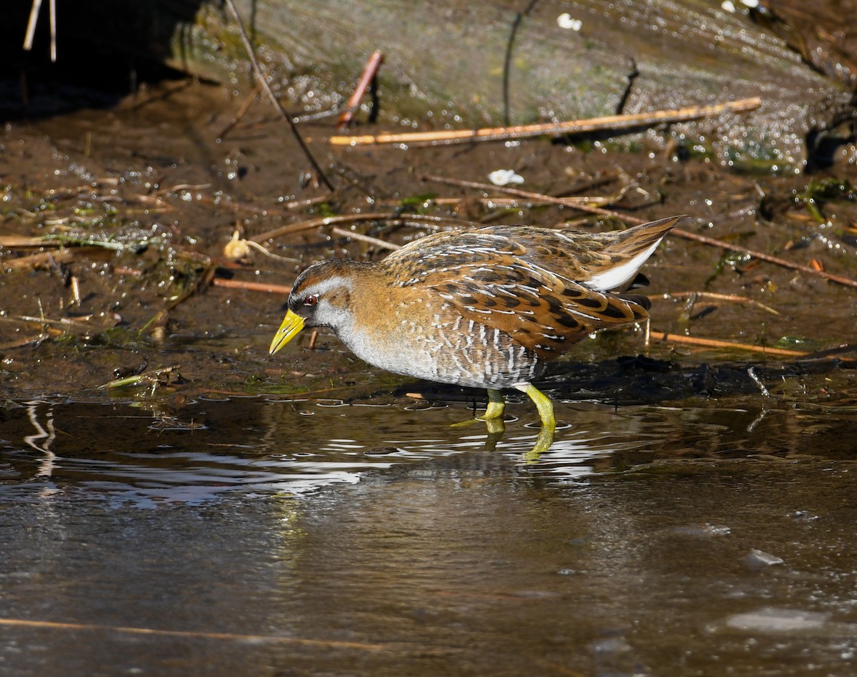 Sora Suyelvesi - ML408919141