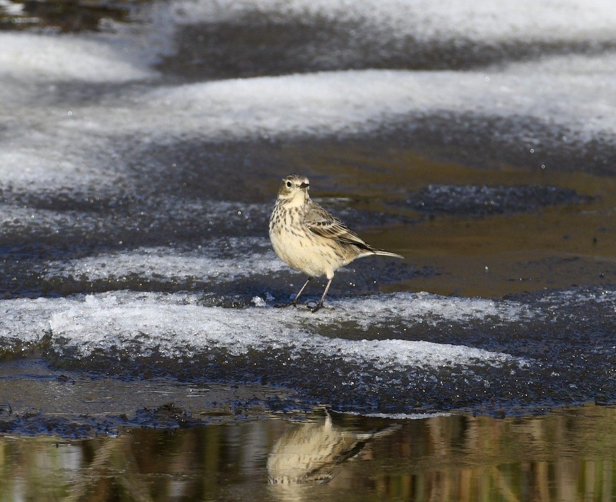 American Pipit - ML408919271