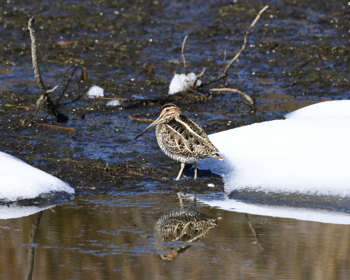 Wilson's Snipe - ML408919431