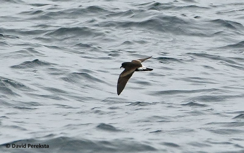 Townsend's Storm-Petrel - ML40891991