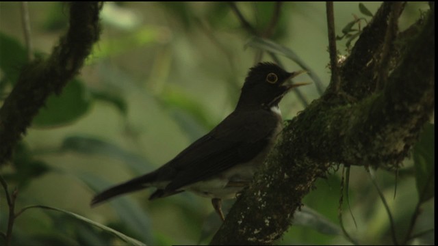 White-throated Thrush - ML408920