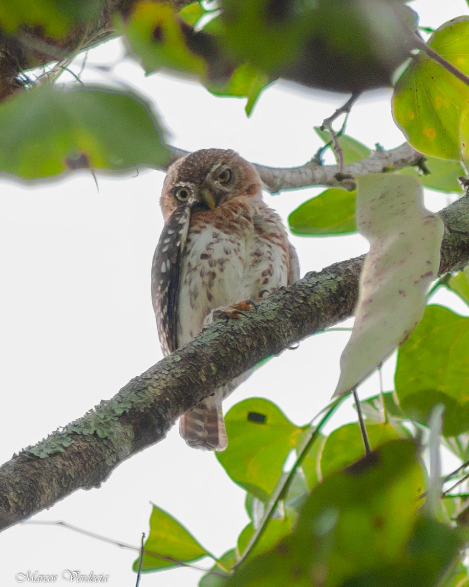 Cuban Pygmy-Owl - Marcos Verdecia Días