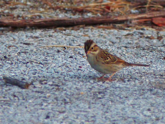 Clay-colored Sparrow - ML40892091