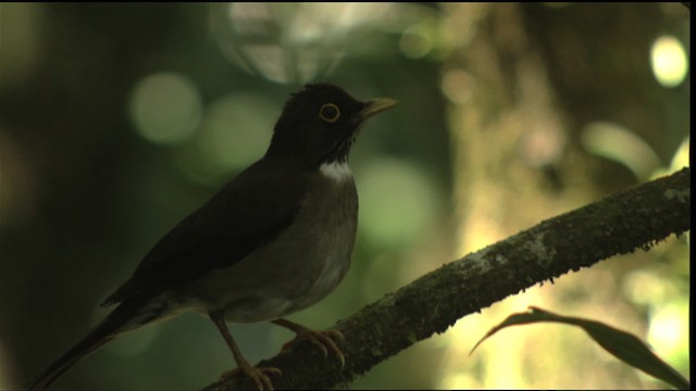 White-throated Thrush - ML408921
