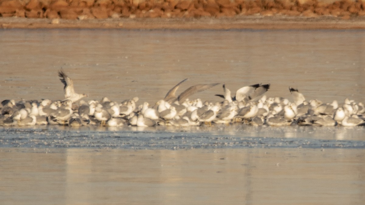 Glaucous Gull - ML408921531