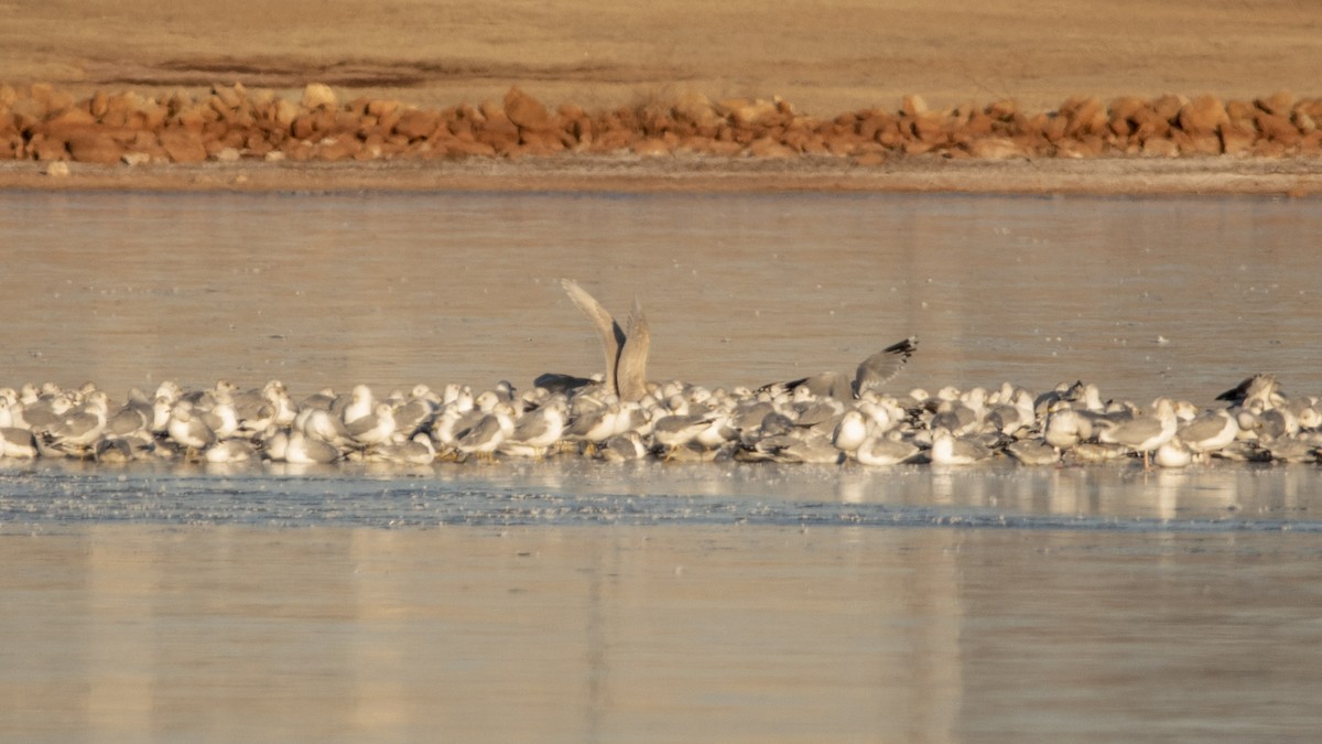 Glaucous Gull - ML408921861