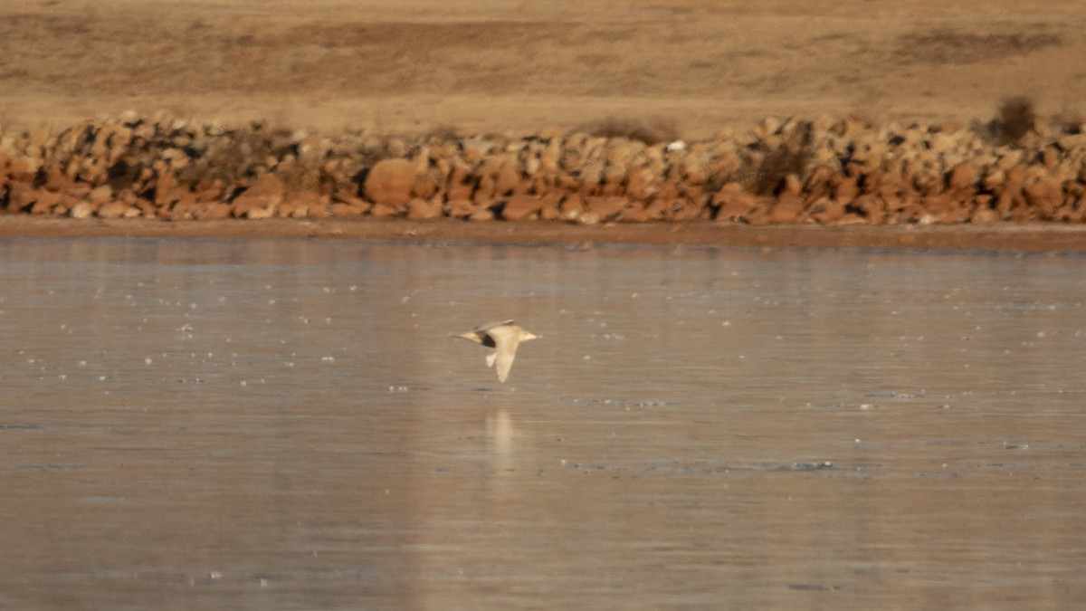 Glaucous Gull - ML408921921