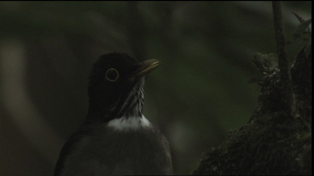 White-throated Thrush (White-throated) - ML408922