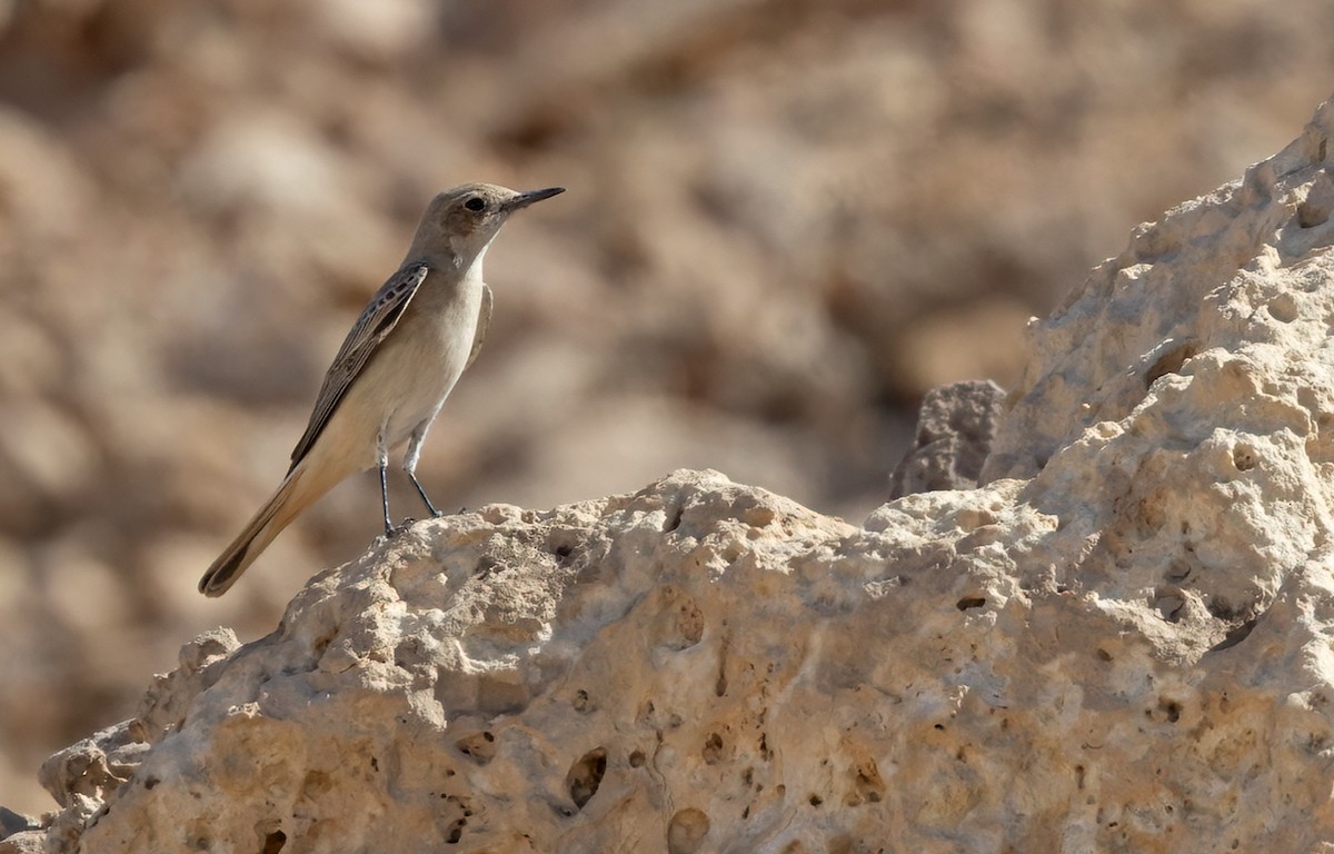 Hooded Wheatear - ML408922791