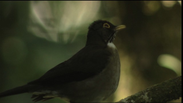 White-throated Thrush - ML408923