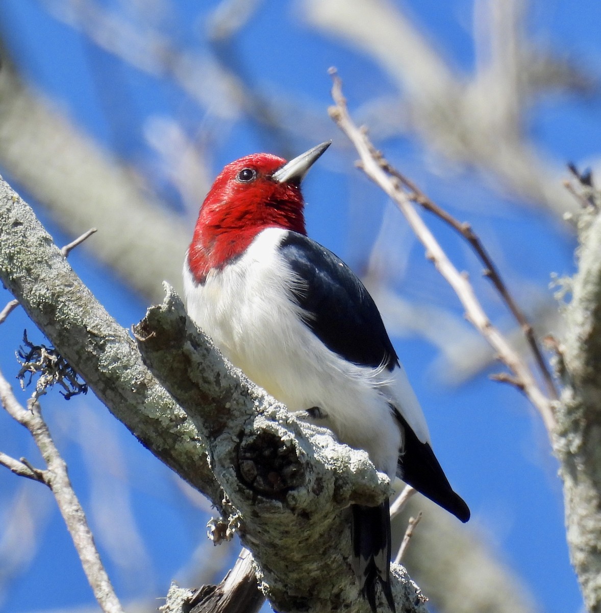 Red-headed Woodpecker - ML408923861