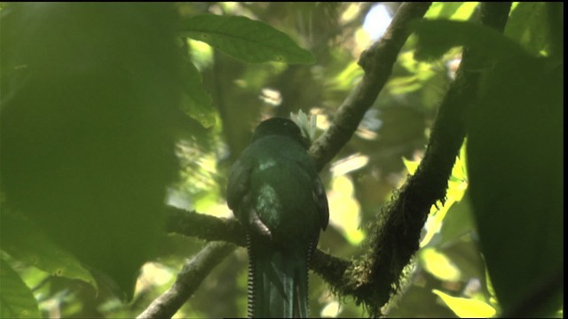 Collared Trogon (Orange-bellied) - ML408924