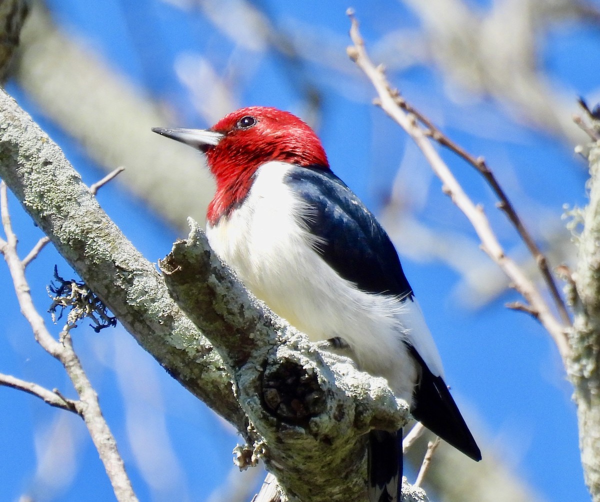 Red-headed Woodpecker - ML408924141