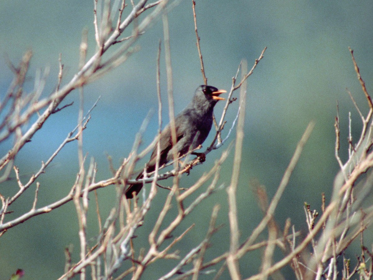 Madagaskar-Rotschnabelbülbül - ML408925181