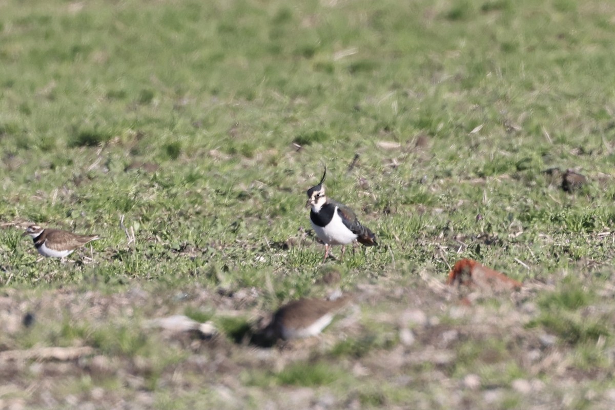 Northern Lapwing - Michelle Payne